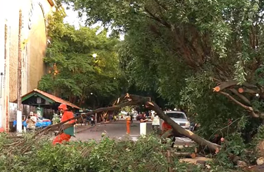 Árvore caiu no meio da rua do Centro de Manaus - Foto TV Norte
