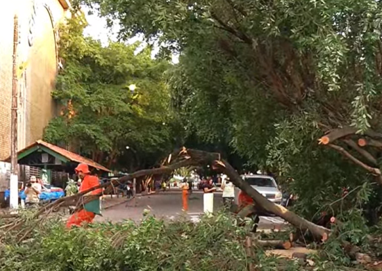 Árvore caiu no meio da rua do Centro de Manaus - Foto TV Norte