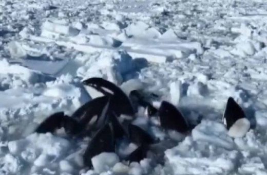 As baleias foram encontradas por um drone