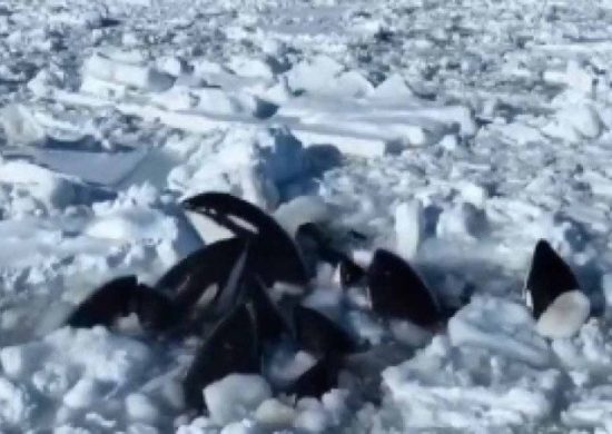 As baleias foram encontradas por um drone