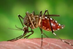 Dengue: Brasil já registrou mais de 364 mil casos de dengue e 40 mortes