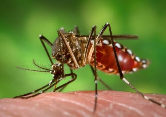 Dengue: Brasil já registrou mais de 364 mil casos de dengue e 40 mortes