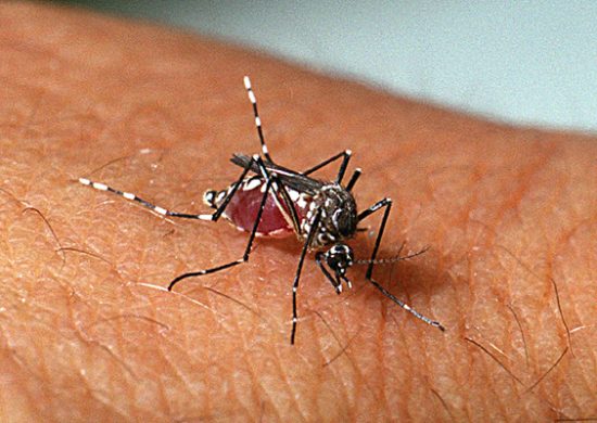 Casos de dengue no AM tem maior incidência em pardos e mulheres