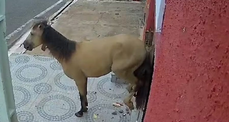 O momento em que o cavalo quebra o vídeo foi filmado por câmeras - Foto: Reprodução/twitter@relateibr