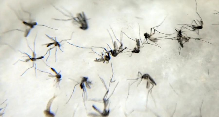 Dengue Rio de Janeiro declara epidemia