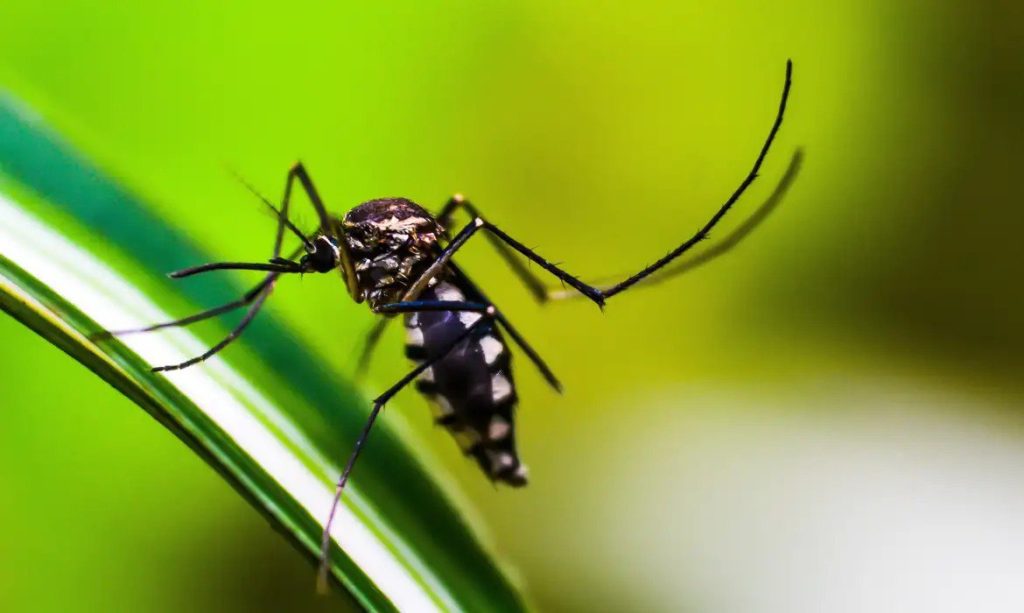 Belém do Pará registra primeira morte por dengue - Foto: Reprodução/ Agência Brasil/ Pixabay