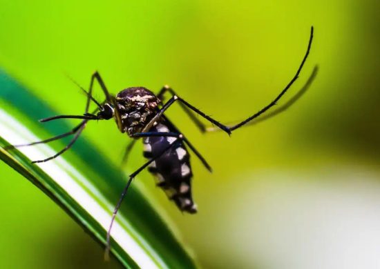 Dengue em dois meses, Brasil ultrapassa 970 mil casos