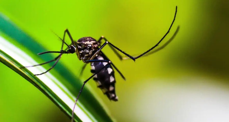 Belém do Pará registra primeira morte por dengue - Foto: Reprodução/ Agência Brasil/ Pixabay