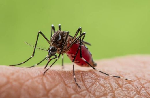 Dengue estudo confirma eficácia de 79% da vacina do Butantan