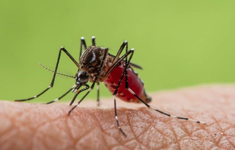 Dengue estudo confirma eficácia de 79% da vacina do Butantan