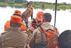 Indígena desaparecido: cão farejador tem comportamento estranho durante buscas