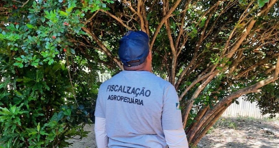 Praga agrícola: Aderr descarta doença que ataca citros em Roraima