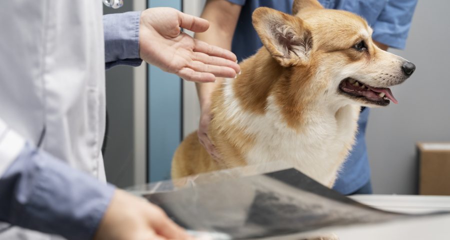 Mais de 100 animais já foram tratados por veterinários
