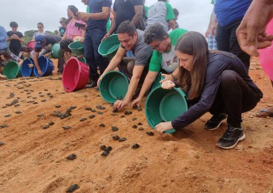 A próxima soltura dos filhotes das tartarugas e tracajás está prevista para ocorrer no domingo (25)-Foto: GRTUC/IDEFLOR-Bio/Divulgação