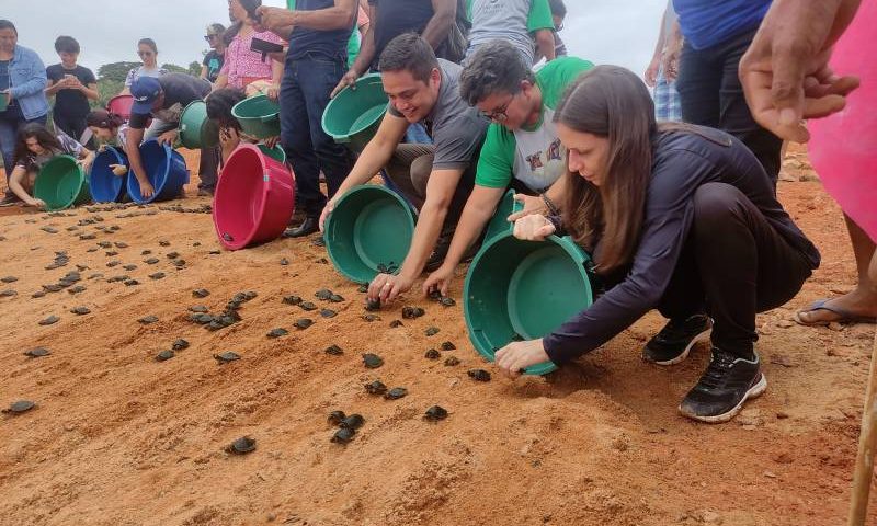 A próxima soltura dos filhotes das tartarugas e tracajás está prevista para ocorrer no domingo (25)-Foto: GRTUC/IDEFLOR-Bio/Divulgação