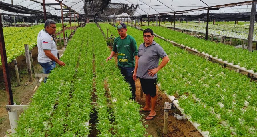 Veja benefícios da hidroponia para a horticultura no Amazonas