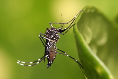 Casos confirmados de dengue chegaram a 2.232 casos no estado - Foto: Reprodução/Fiocruz Minas