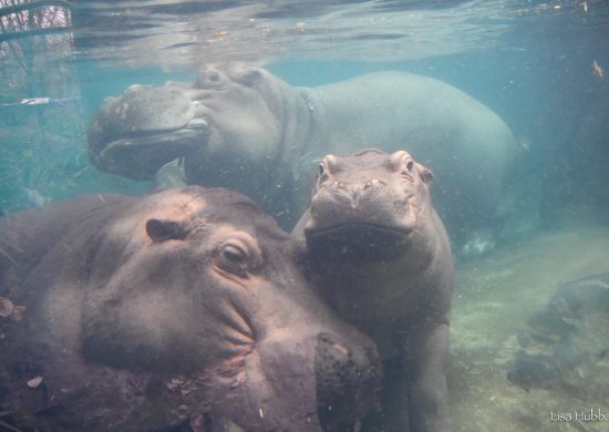 Hipopótamos protagonizaram alguns dos momentos mais engraçados