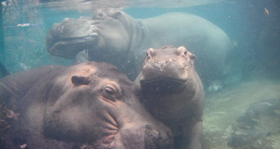 Hipopótamos protagonizaram alguns dos momentos mais engraçados