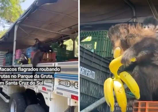 Macacos roubaram frutas de caminhão