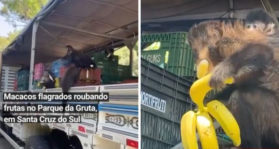 Macacos roubaram frutas de caminhão