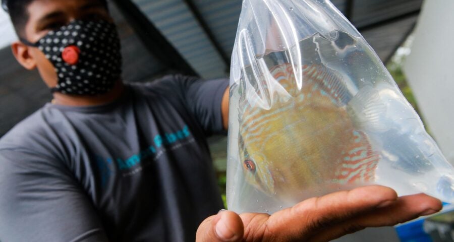 Peixes ornamentais - Foto: Arthur Castro/Secom