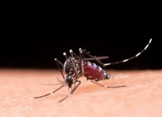 Dengue em RR: estado entra em alerta após aumento de casos da doença