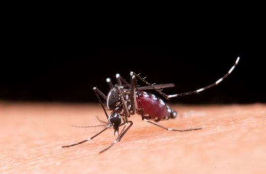 Dengue em RR: estado entra em alerta após aumento de casos da doença