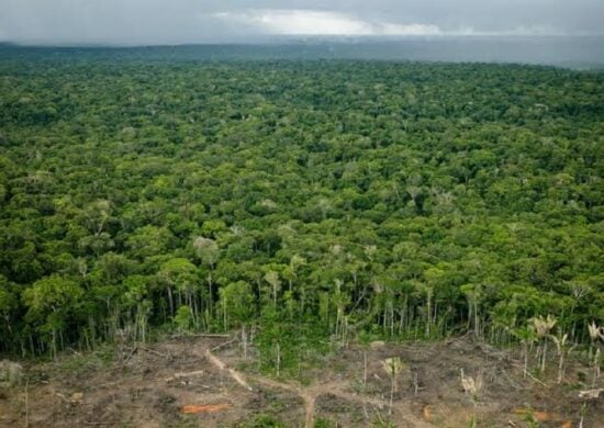 Amazônia STF