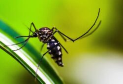 dengue em roraima