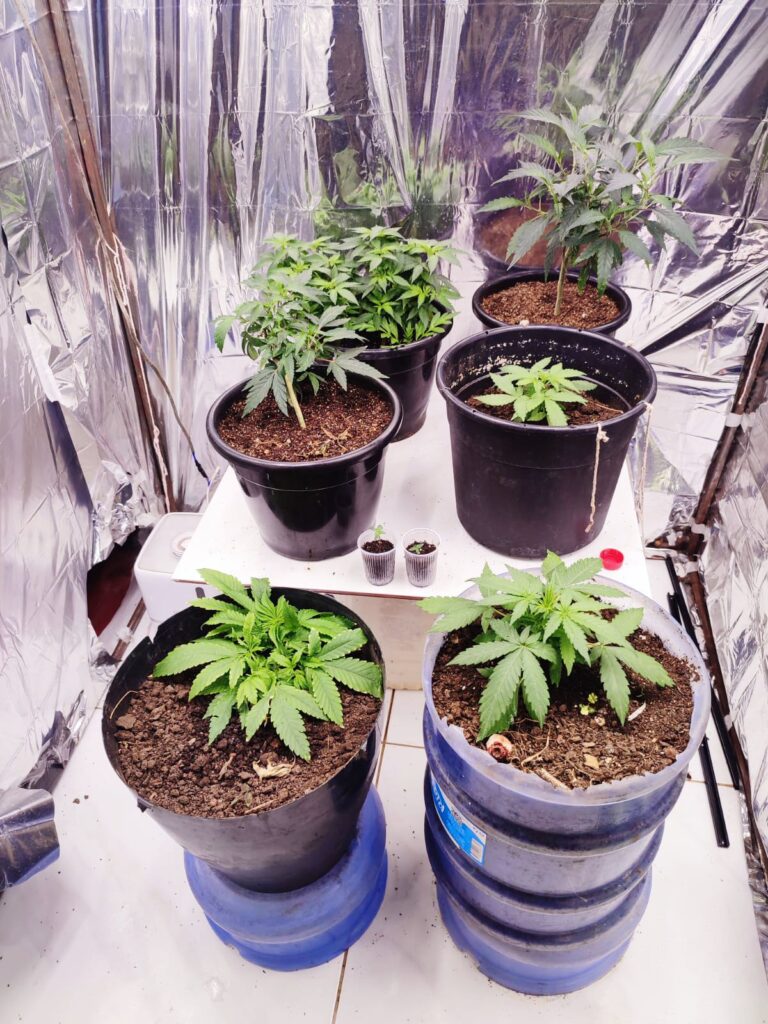 Polícia desmantela laboratório de cultivo e distribuição de "Skunk" em Dianópolis no TO