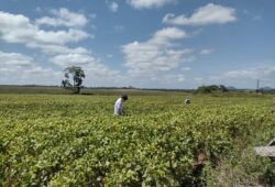 Semana do Campo Limpo