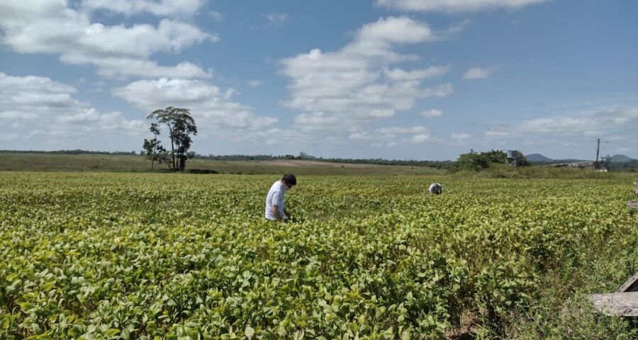 Semana do Campo Limpo