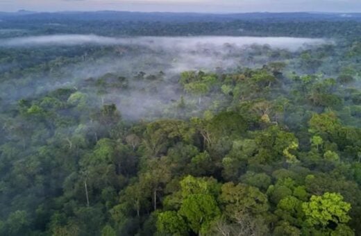 Acre reduz índice de desmatamento na Amazônia - Foto: Banco de imagens/Getty Images