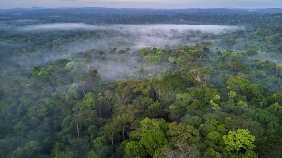 Acre reduz índice de desmatamento na Amazônia - Foto: Banco de imagens/Getty Images