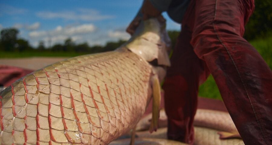 Feira do Pirarucu ocorrerá durante 4 dias - Foto: Divulgação