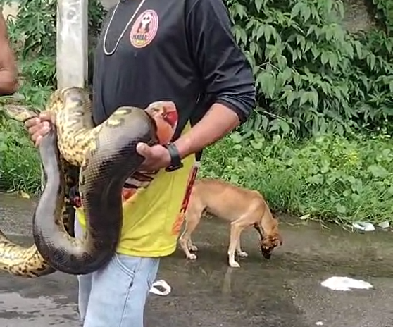 Cobra em Manaus - Foto: Reprodução/WhatsApp