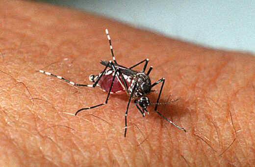 Amazonas registrou mais 161 casos de dengue na última semana - Foto: Reprodução/Agência Brasil