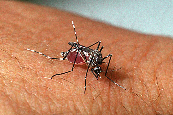Amazonas registrou mais 161 casos de dengue na última semana - Foto: Reprodução/Agência Brasil