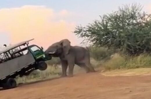 No vídeo, é possível ver o momento que o elefante atacou o grupo