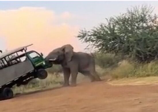 No vídeo, é possível ver o momento que o elefante atacou o grupo