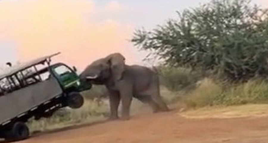 No vídeo, é possível ver o momento que o elefante atacou o grupo