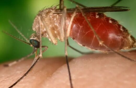 Doença é transmitida pelo mosquito-pólvora. Imagem: Divulgação/Conselho Federal de Farmácia