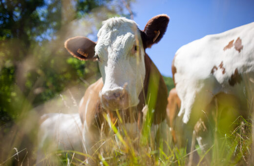 No Acre, o abate de bovinos chega a 466 mil cabeças e cresce 38% - Foto: Freepick