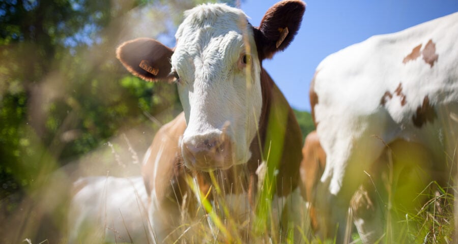 No Acre, o abate de bovinos chega a 466 mil cabeças e cresce 38% - Foto: Freepick