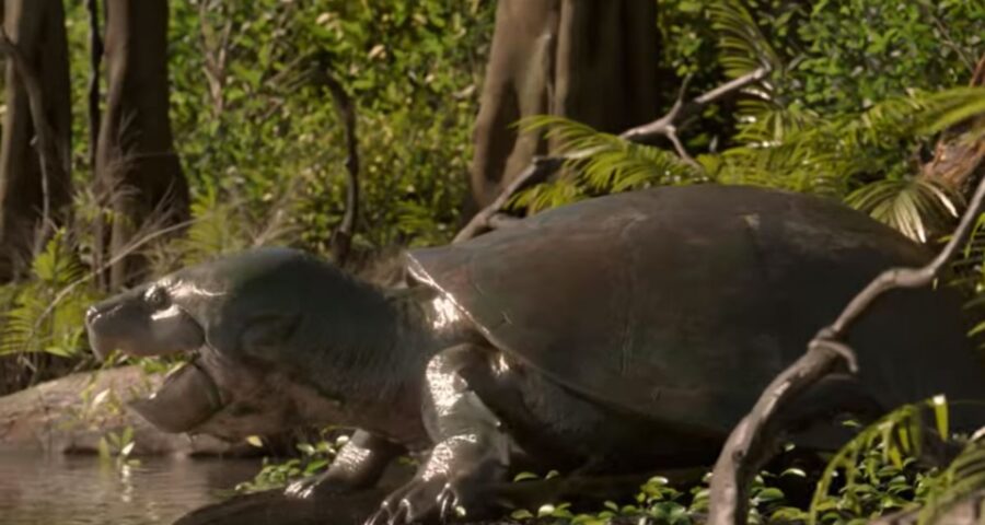 Tartaruga Gigante foi batizada como nome de personagem do universo de Stephen King