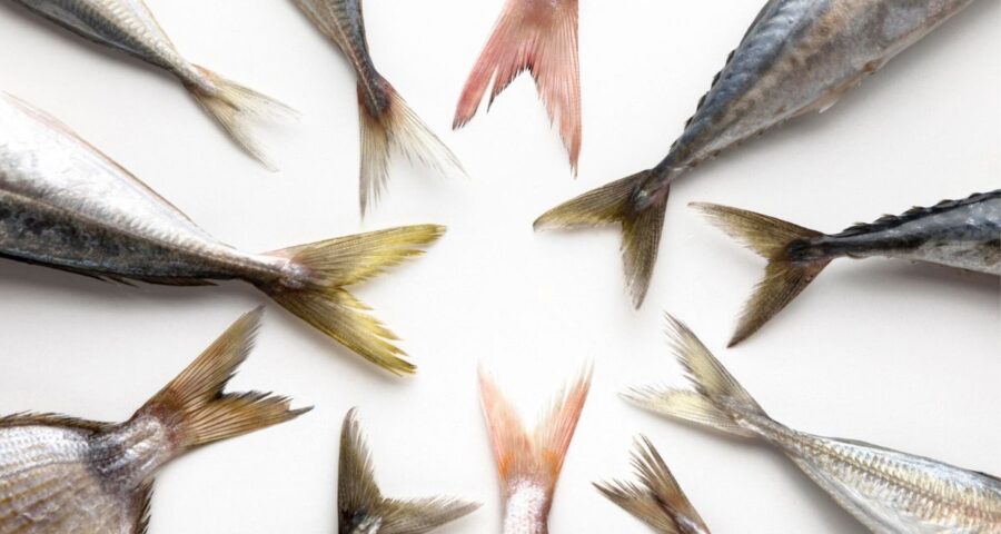 Algumas espécies de peixe devem ser evitadas. Imagem: Freepik