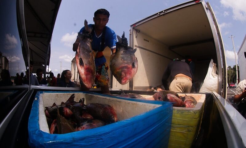 Páscoa deve movimentar venda de peixes em Manaus - Foto: Divulgação/Diego Peres e Arthur Castro/Secom