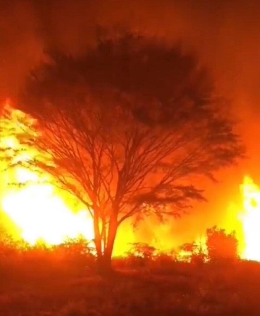 Queimadas em Roraima: animais continuam morrendo por conta do fogo  