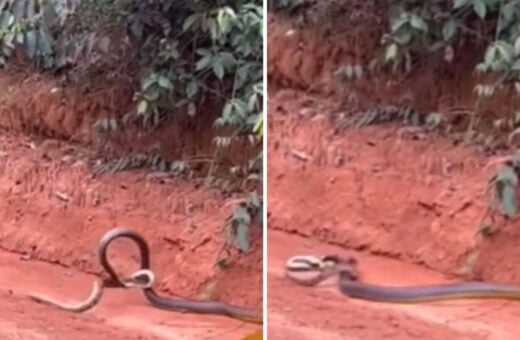 A cobra é imune ao veneno de cobras e, por isso, consegue devorar outras serpentes